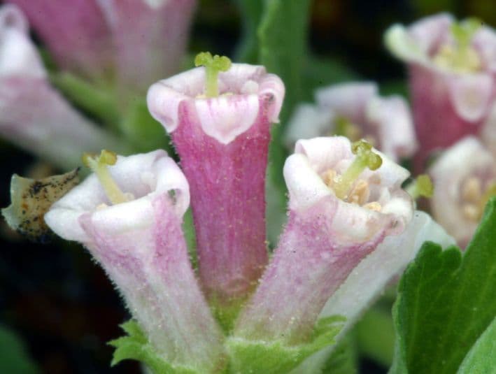 Ribes cereo 6