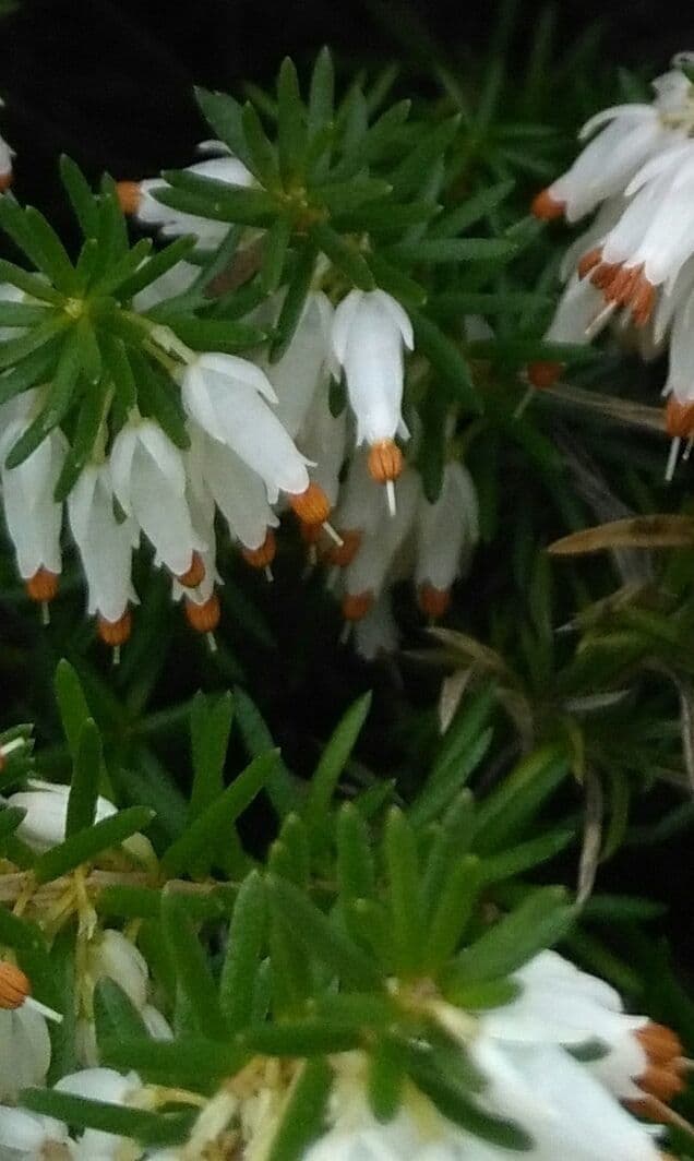 Erica herbacea 11