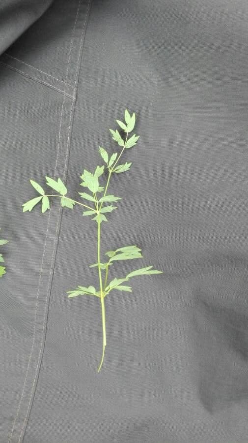 Pimpinella tragium 17