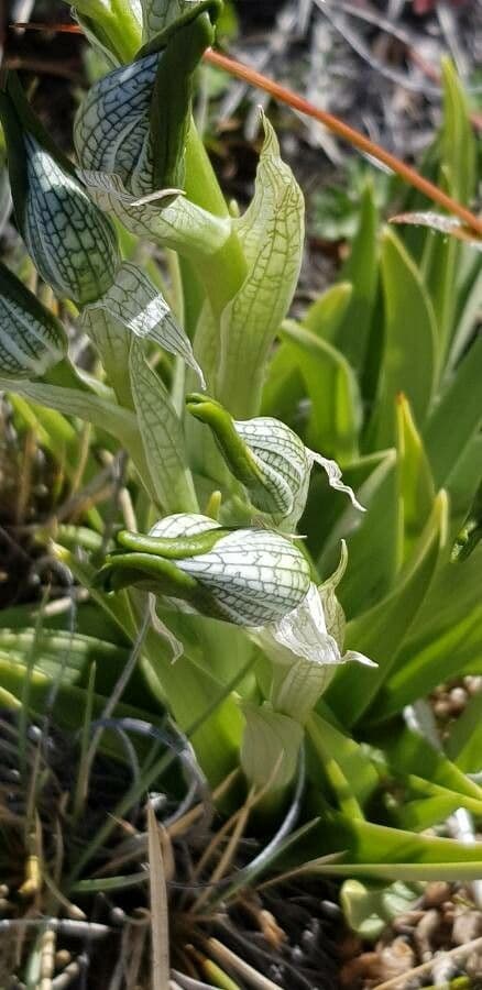 Chloraea 4
