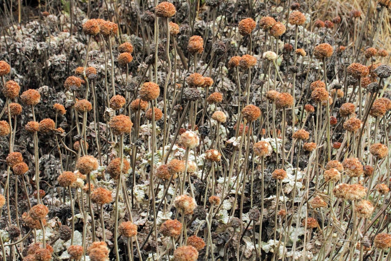 Eriogonum 16