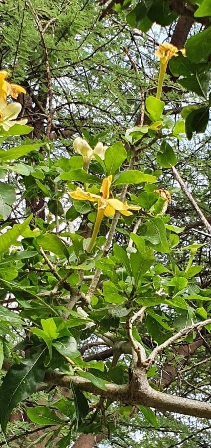 Gardenia ternata 6