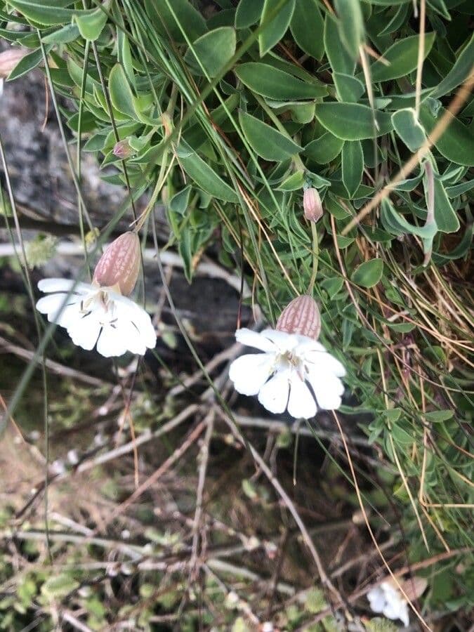 Silene a un fiore 7