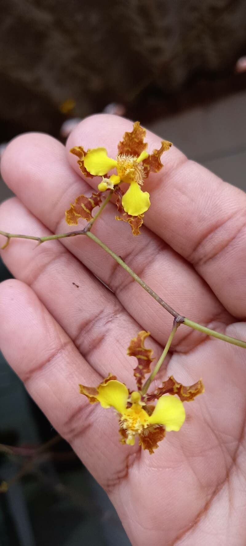 Psychopsis 4