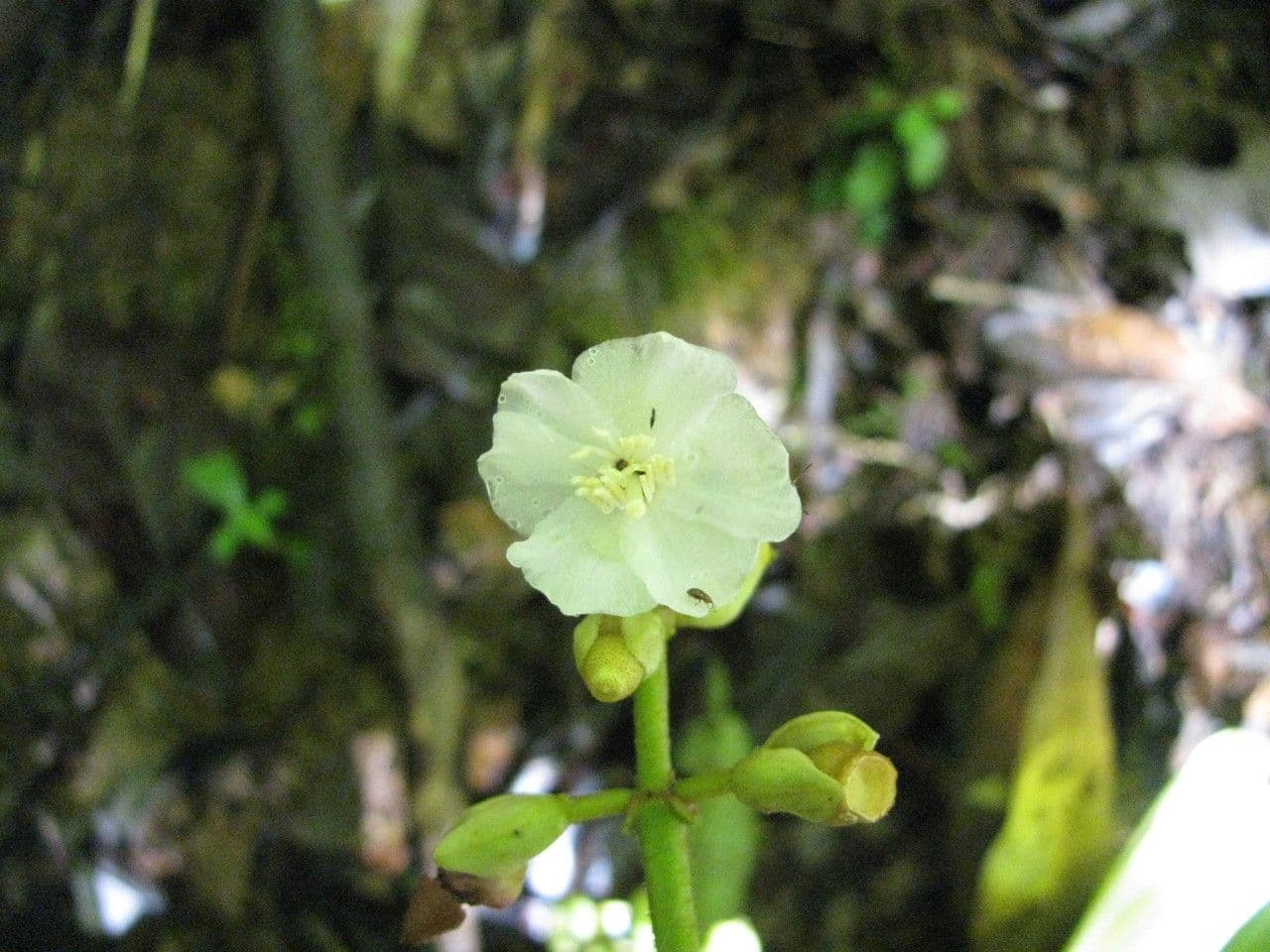 Miconia 8