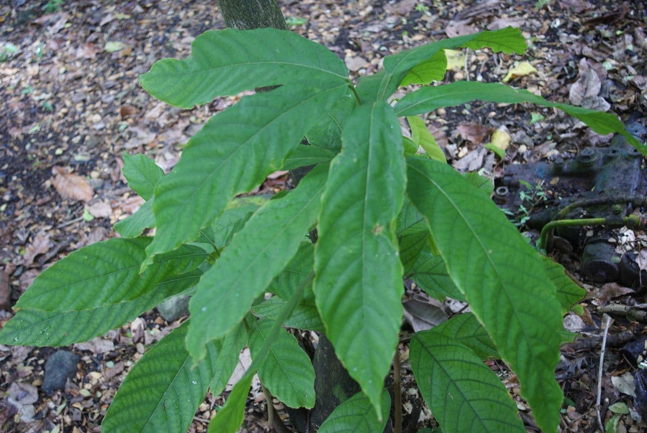 Cacao 11