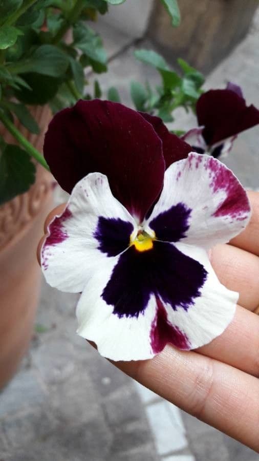 Viola 5