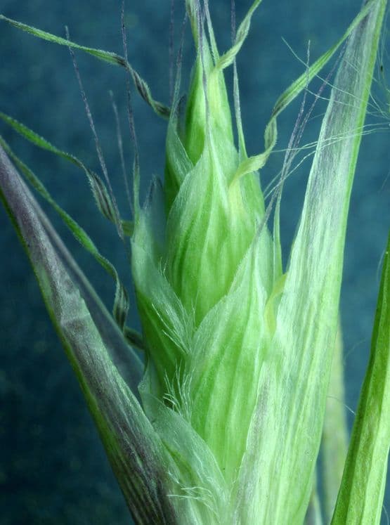 Danthonia a una spiga 4