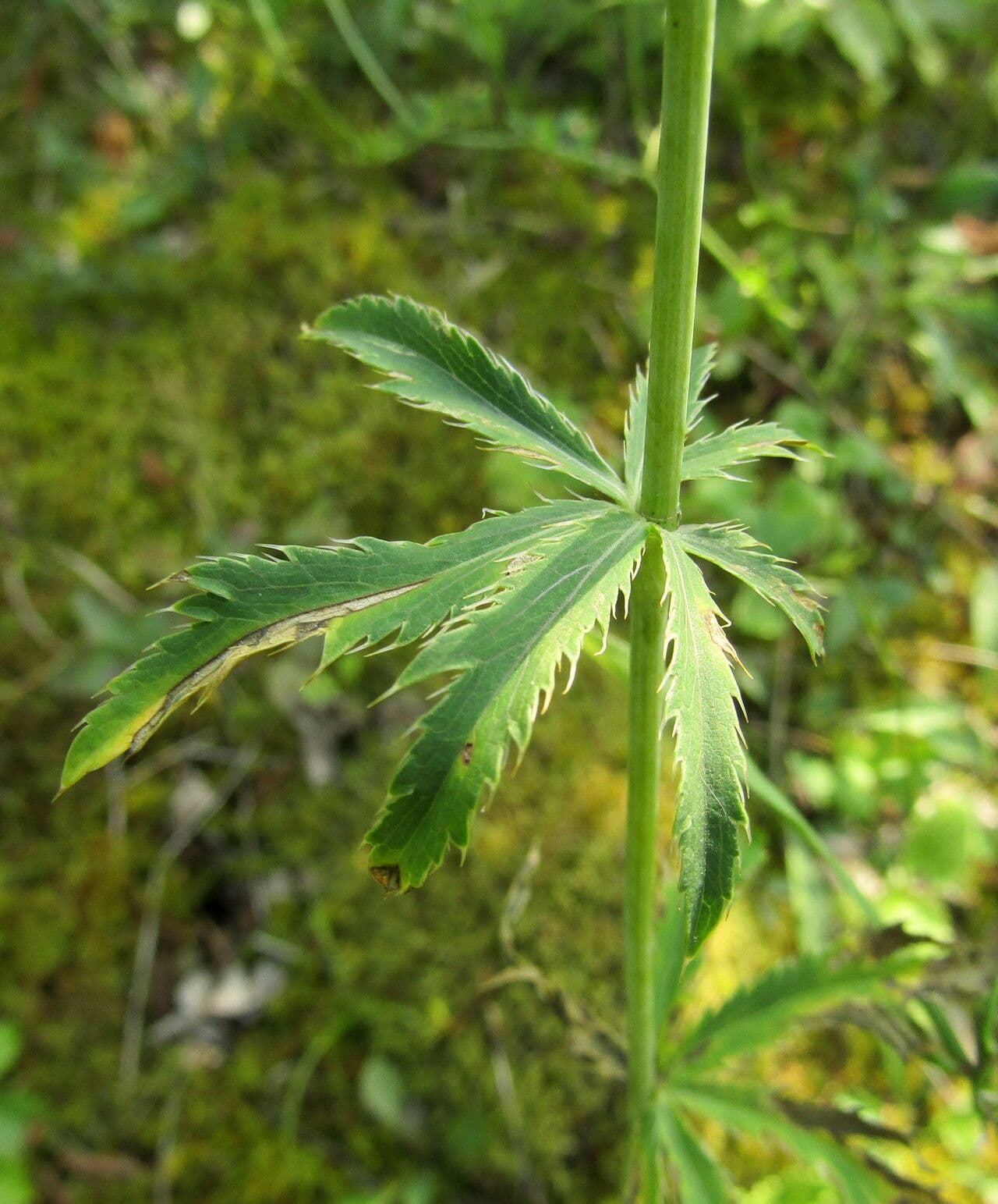 Panicaut palmé 3