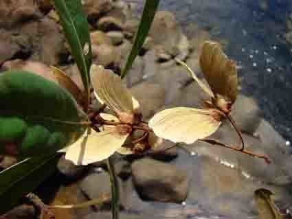 Acridocarpus 15
