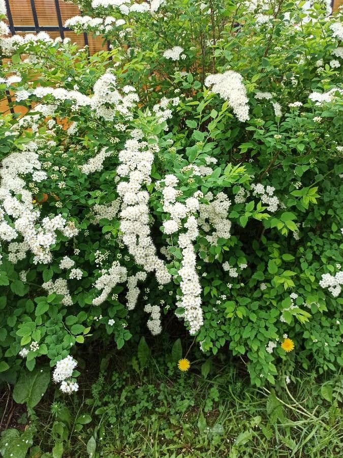 Spiraea ulmifolia 11