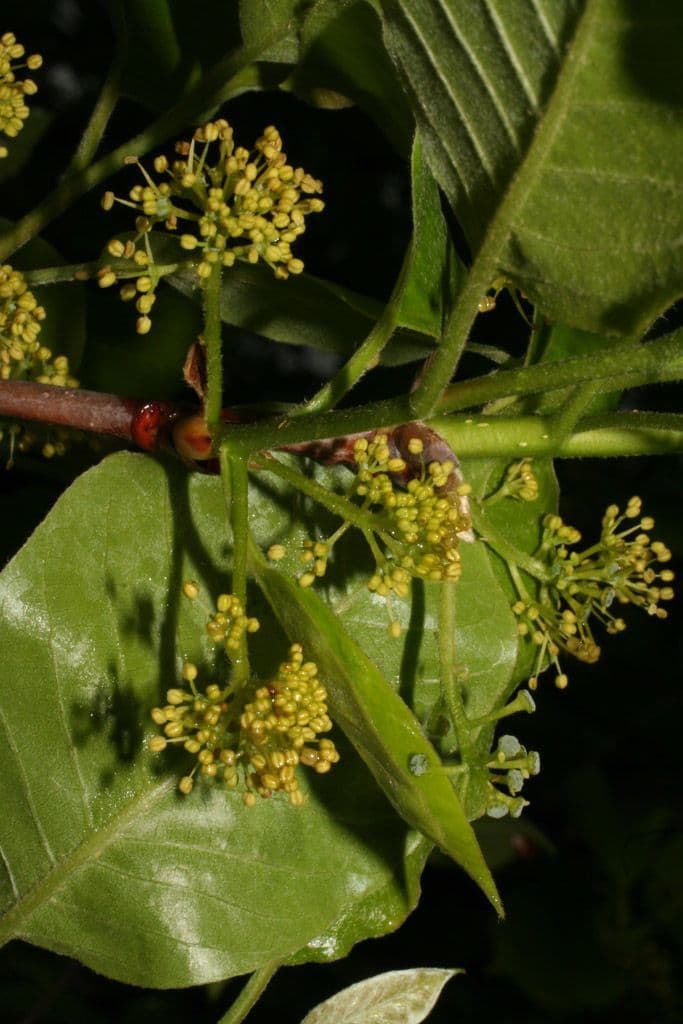 Nyssa sylvatica 10