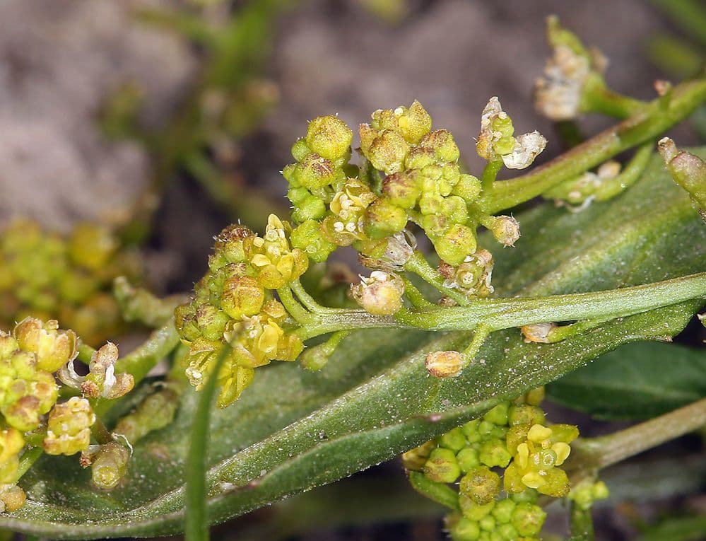 Rorippa curvipes 2