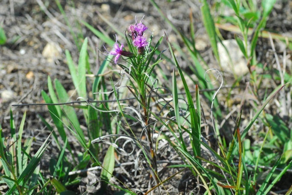 Liatris cilindrica 10
