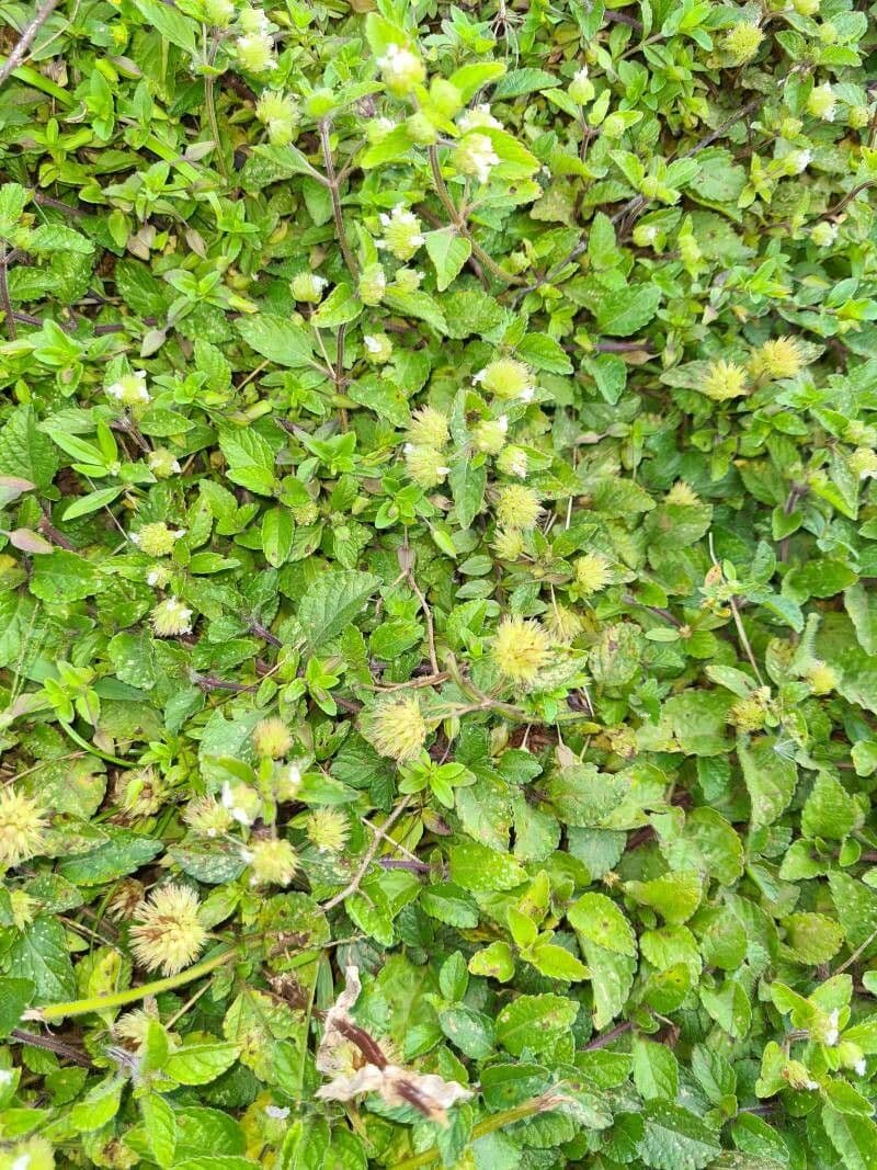 Hyptis 11