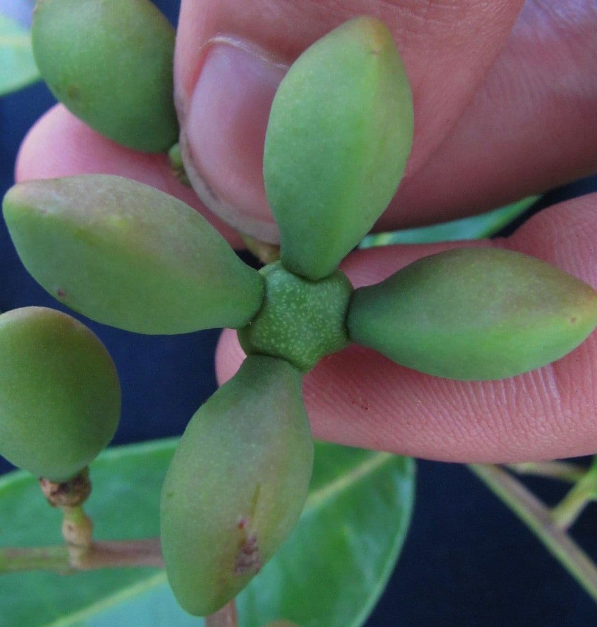 Simaruba amara 4