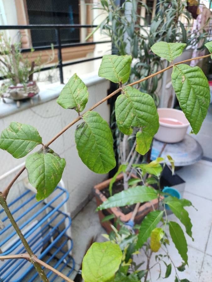 Spathodea campanulata 19