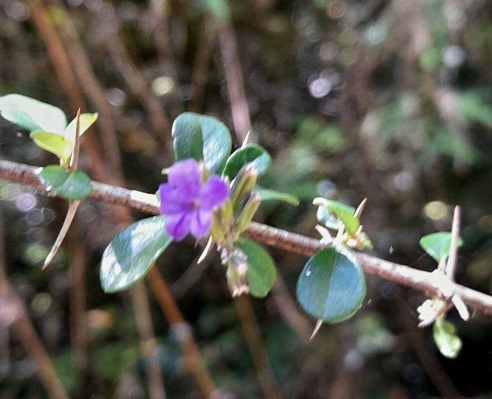 Duranta 2