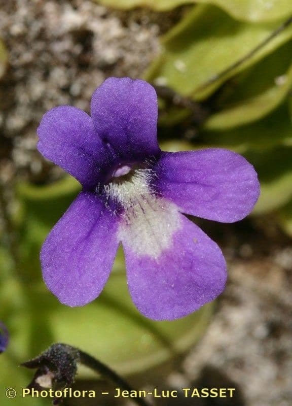 Pinguicula 3
