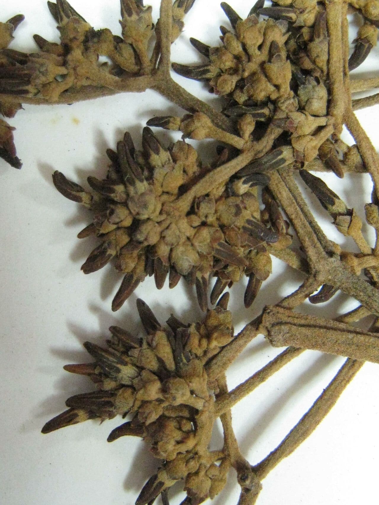Aspidosperma