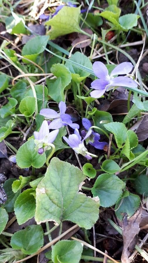 Viola pelosa 16