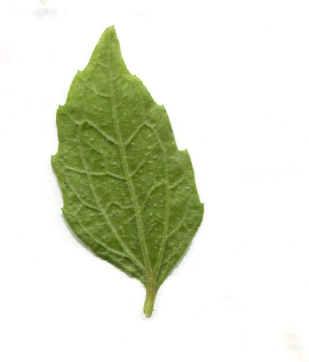 Galinsoga comune 27