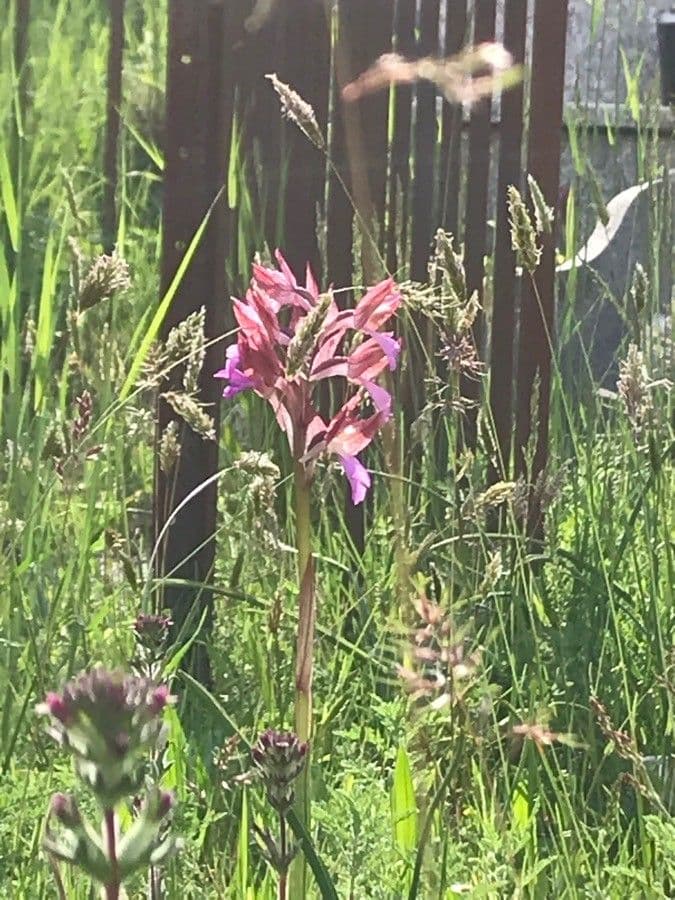 Orchis papillon 12