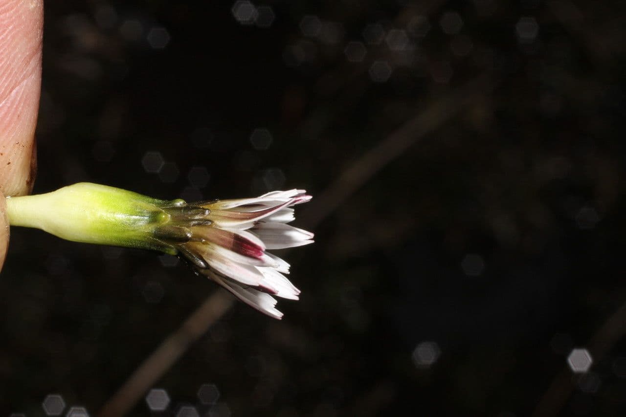Cat's-ear