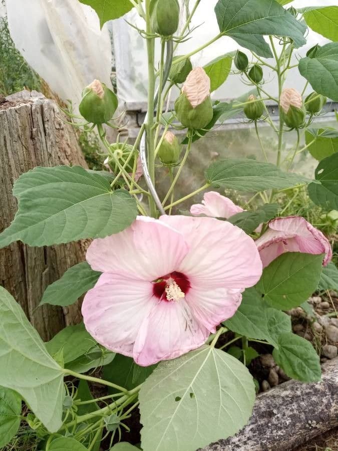 Ibisco delle paludi 10