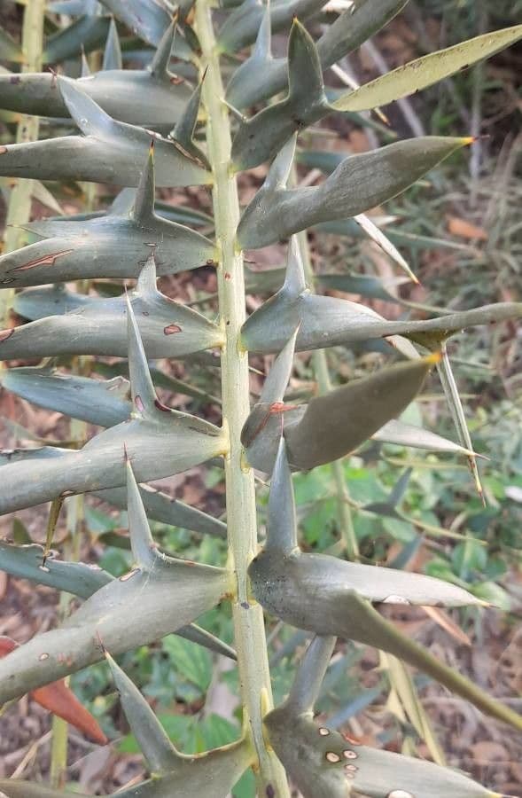 Encephalartos 11