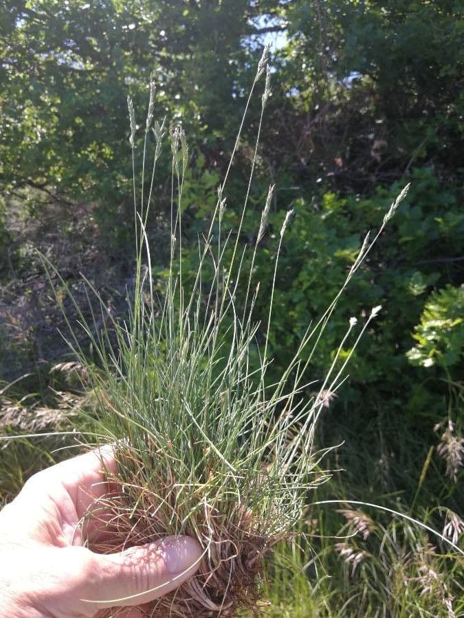 Festuca ovina 11