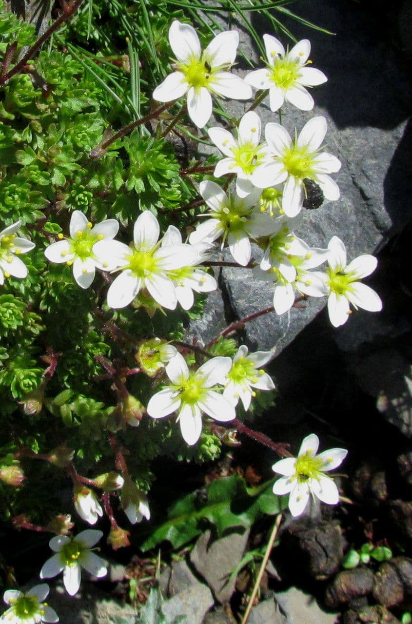 Sassifraga praetermissa 2