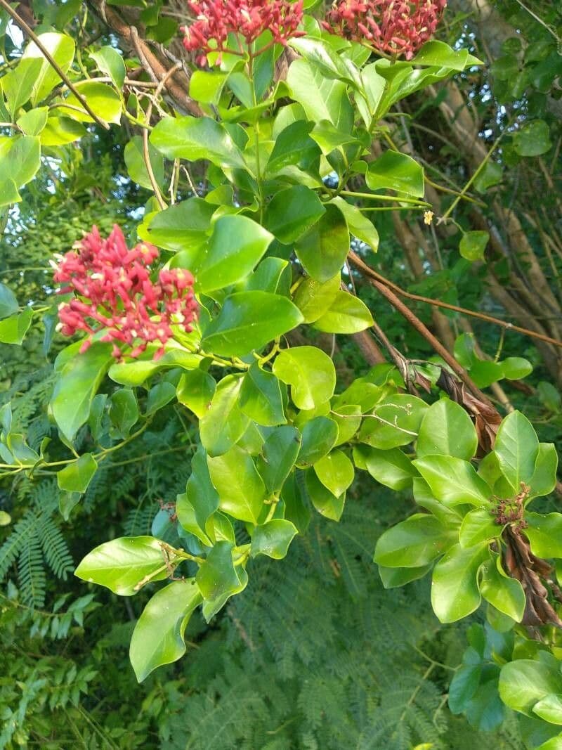 Jatropha integerrima 27