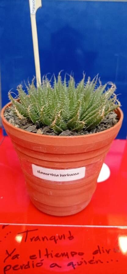 Haworthia 4