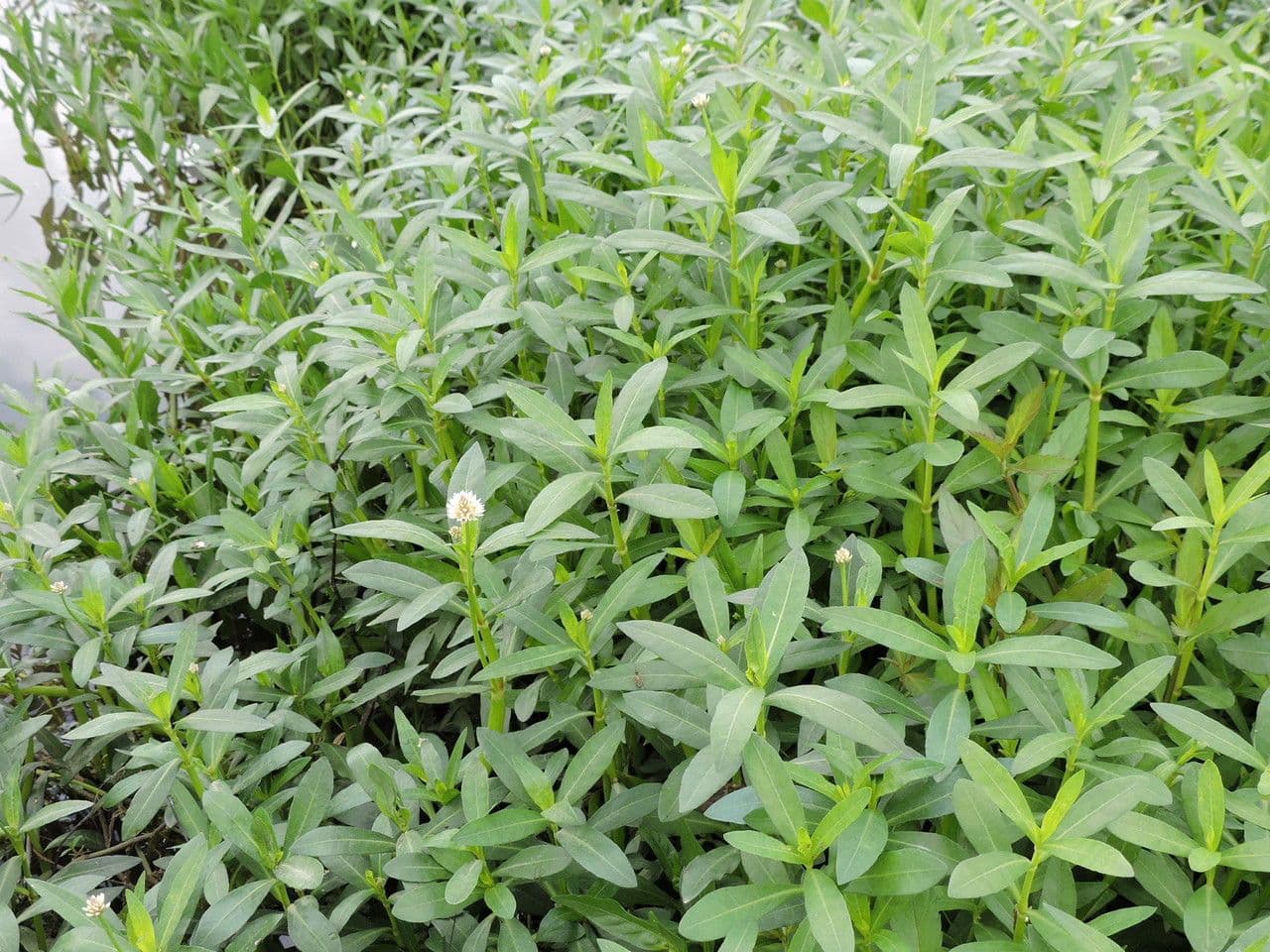 Erba alligatore 9