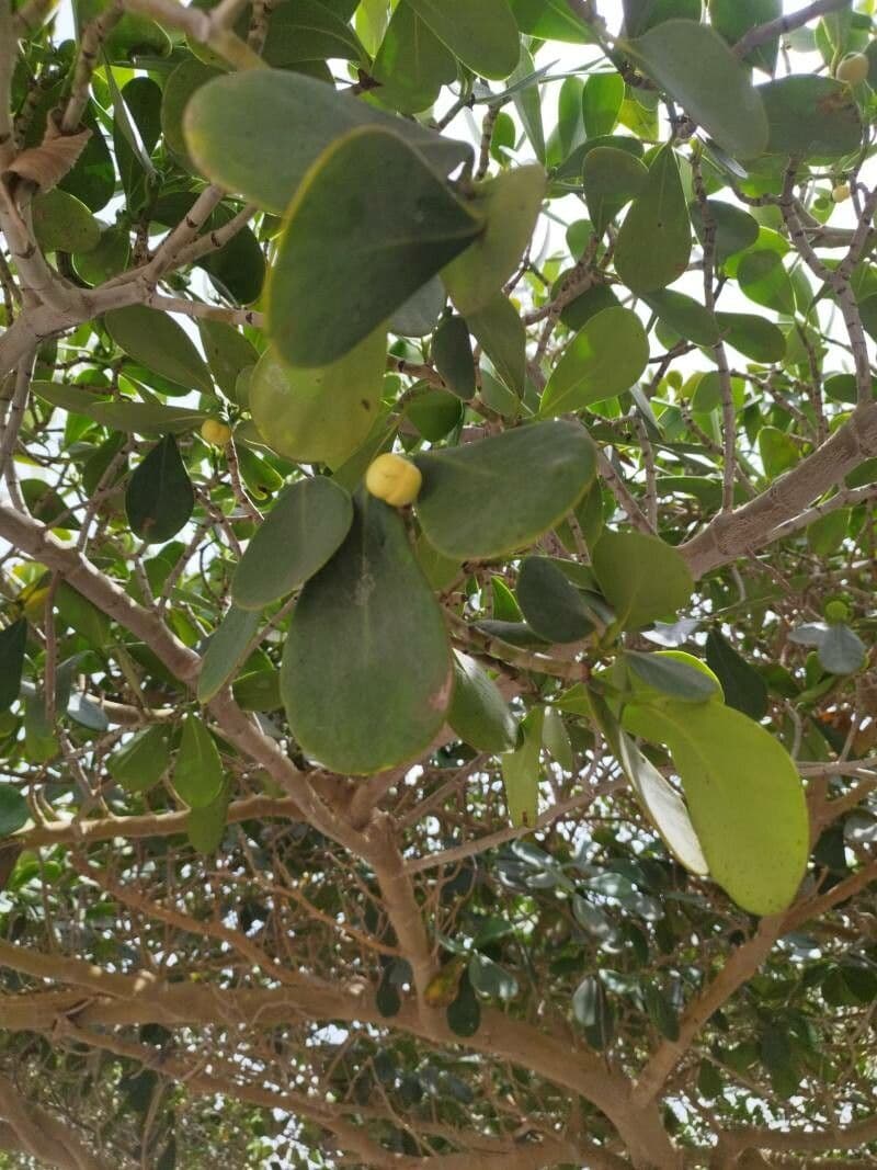 Clusia gialla 6