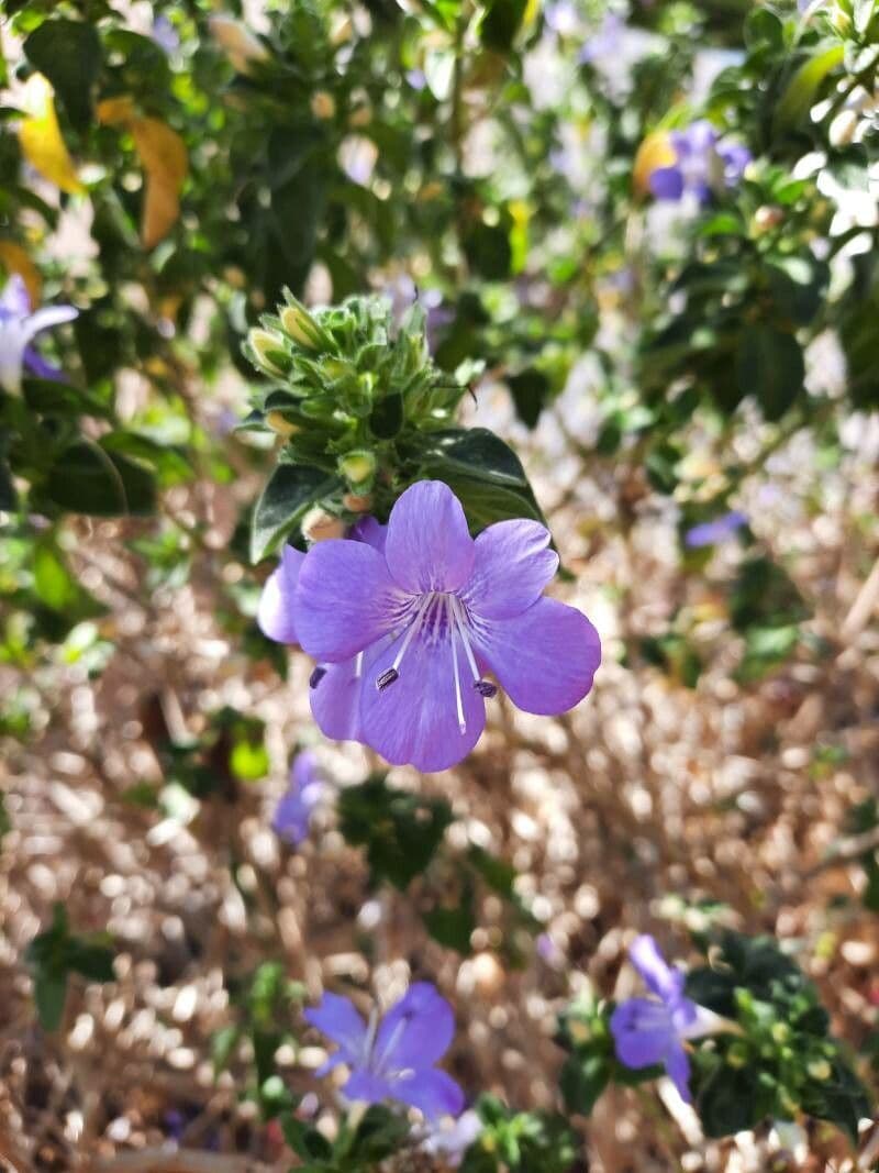 Barleria 5