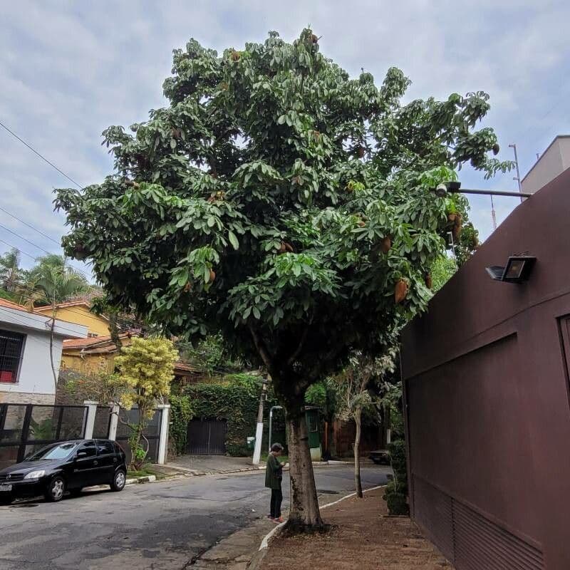 Pachira glabra 15