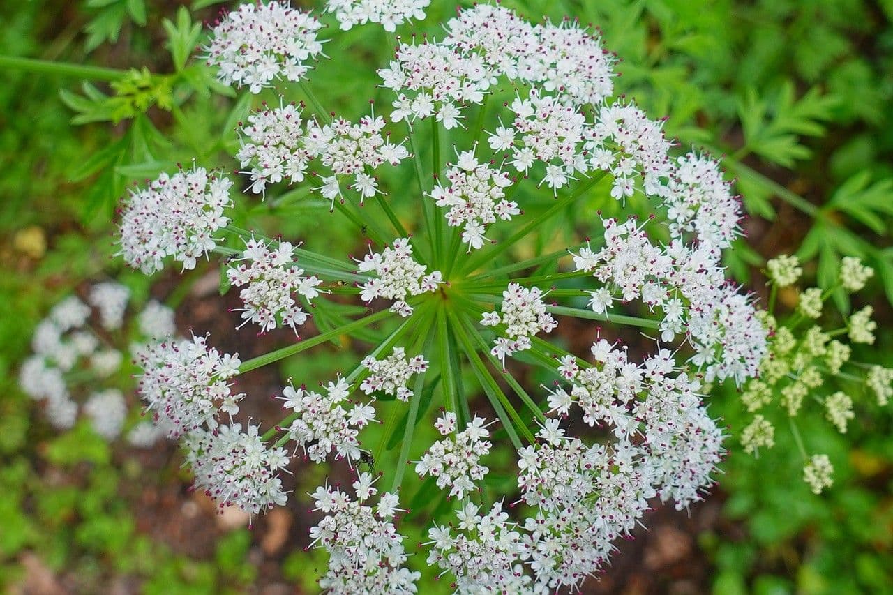 Finocchio acquatico 8