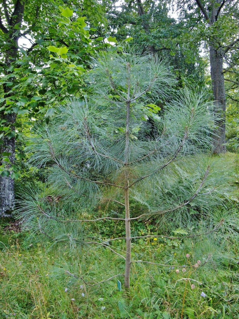 Kolkweide 8