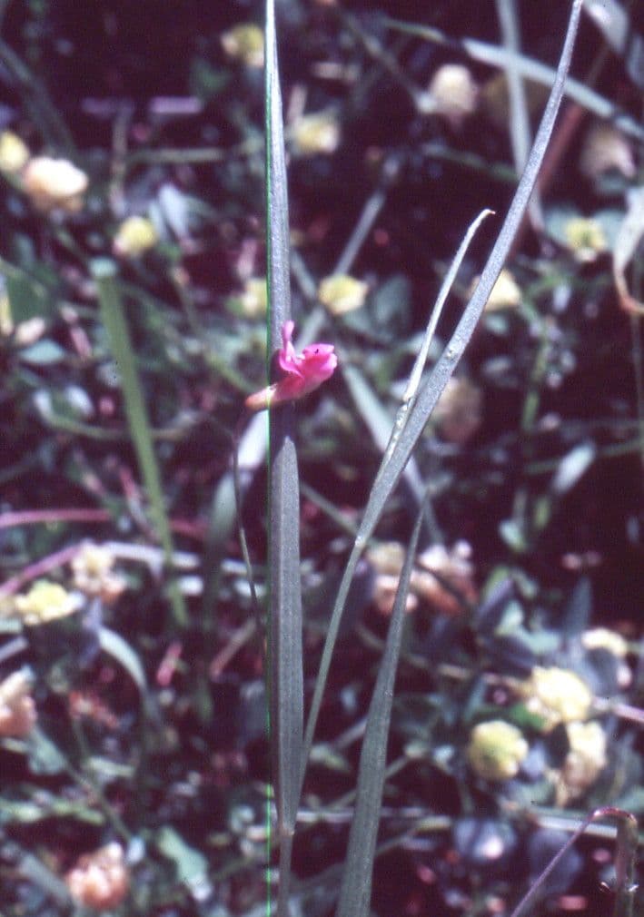 Gras-Platterbse 15