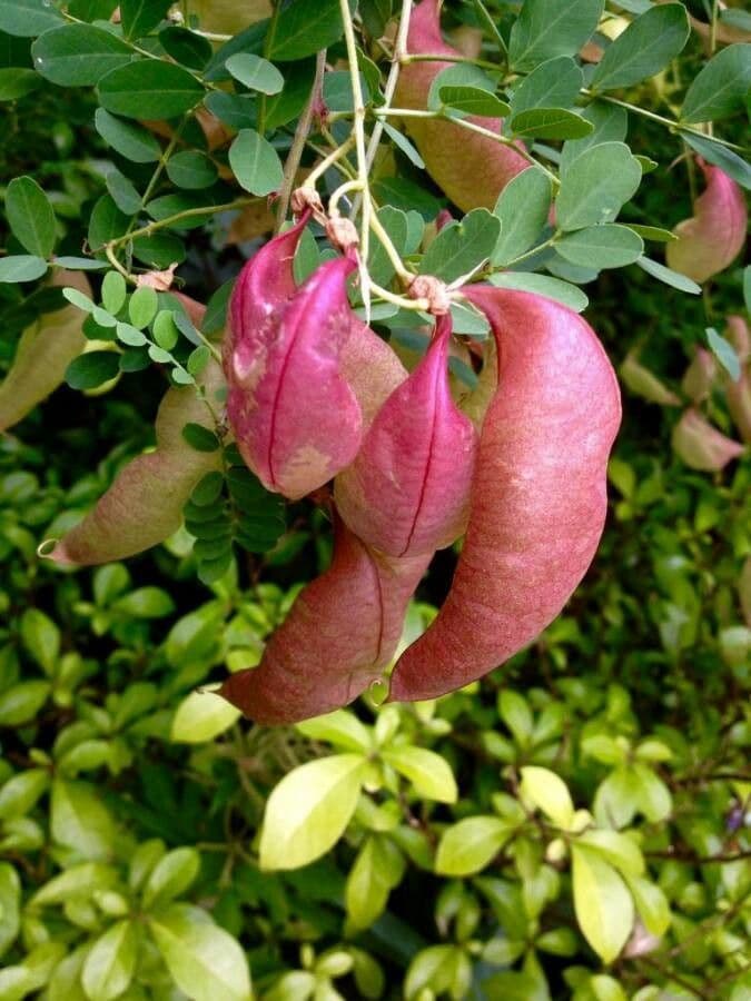 Vesicaria 5