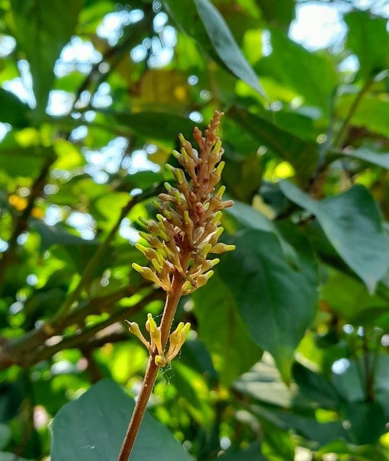 Odontonema tubaeforme 5