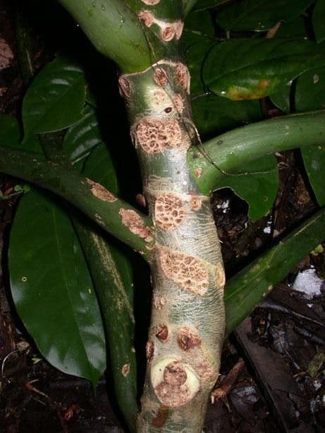 Philodendron 19