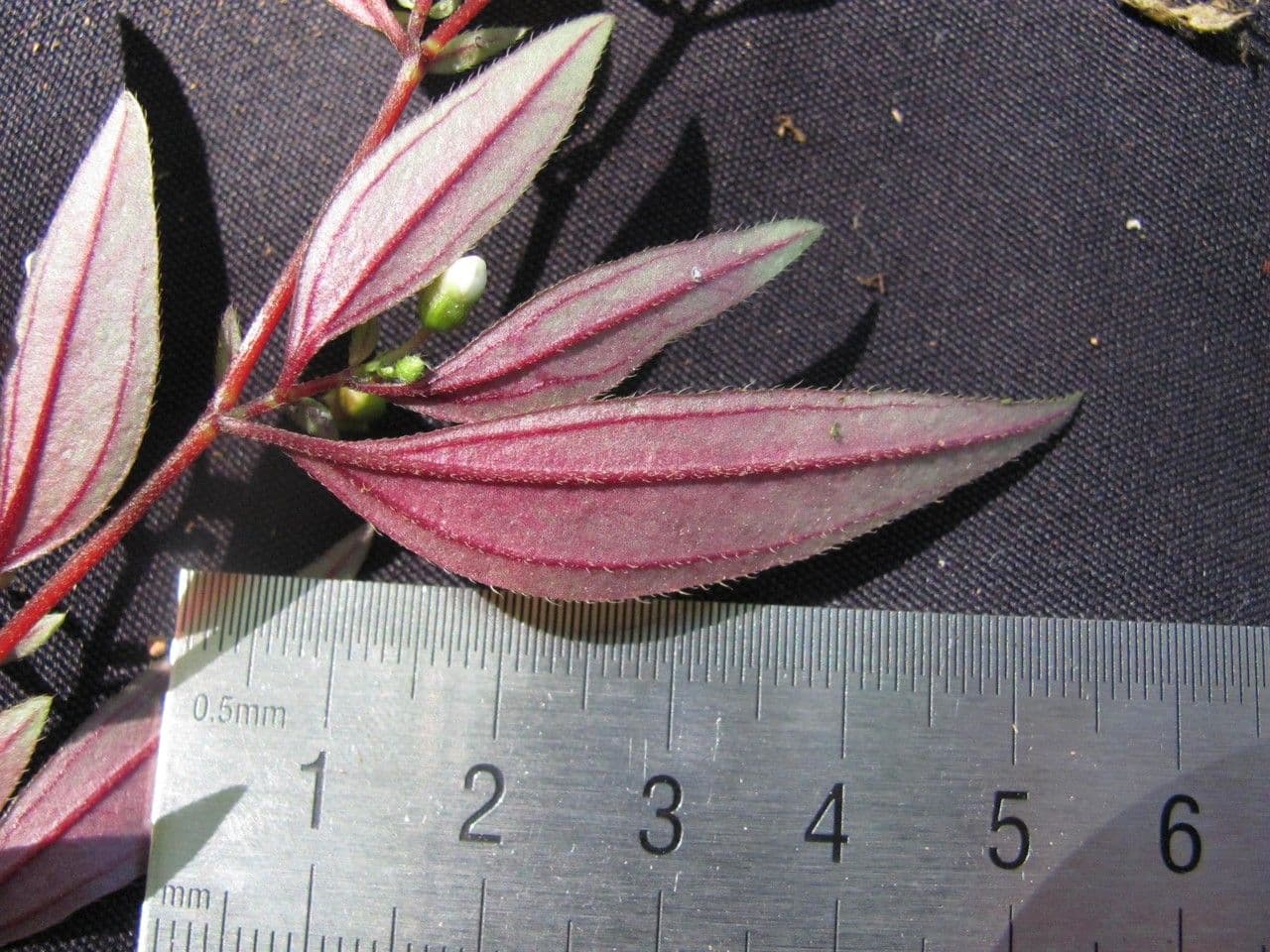 Centradenia 24