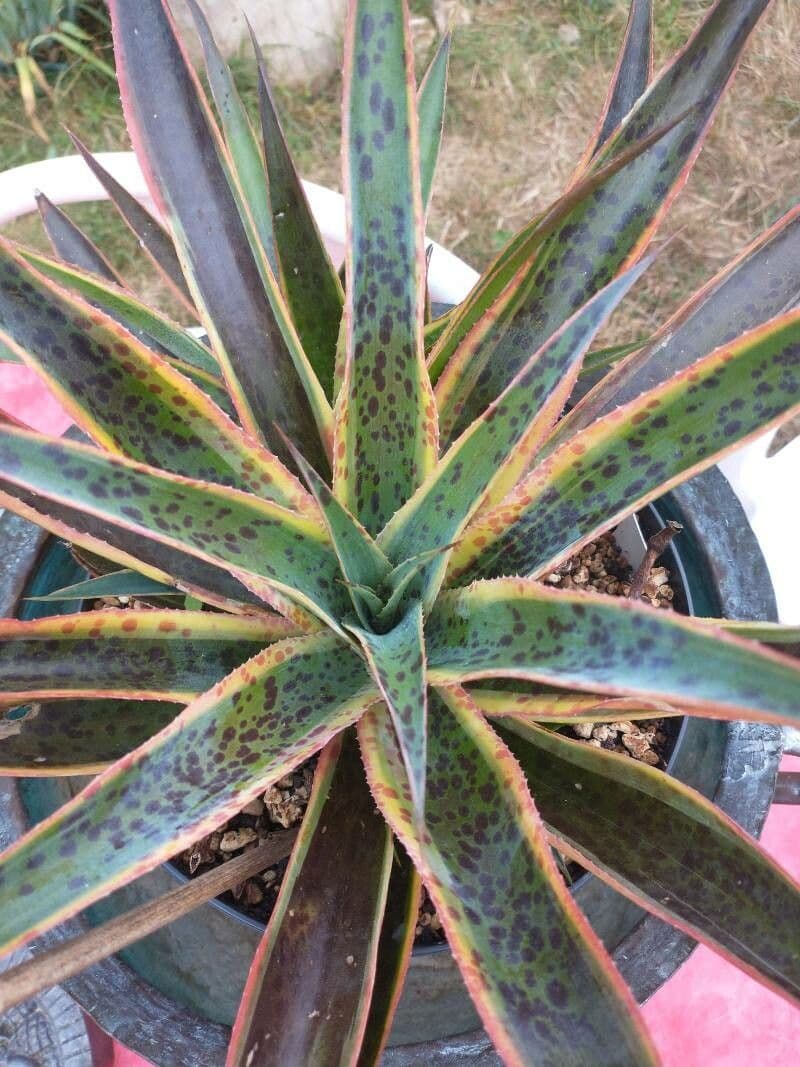 Agave 6