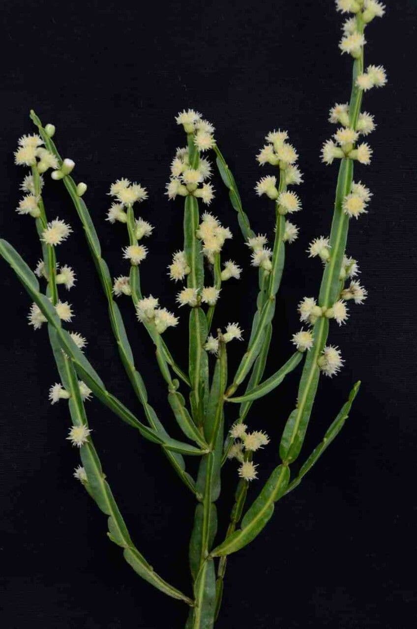 Baccharis 7