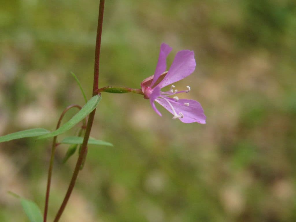 Clarkia modesta 4