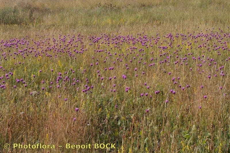 Klasea lycofolia 11