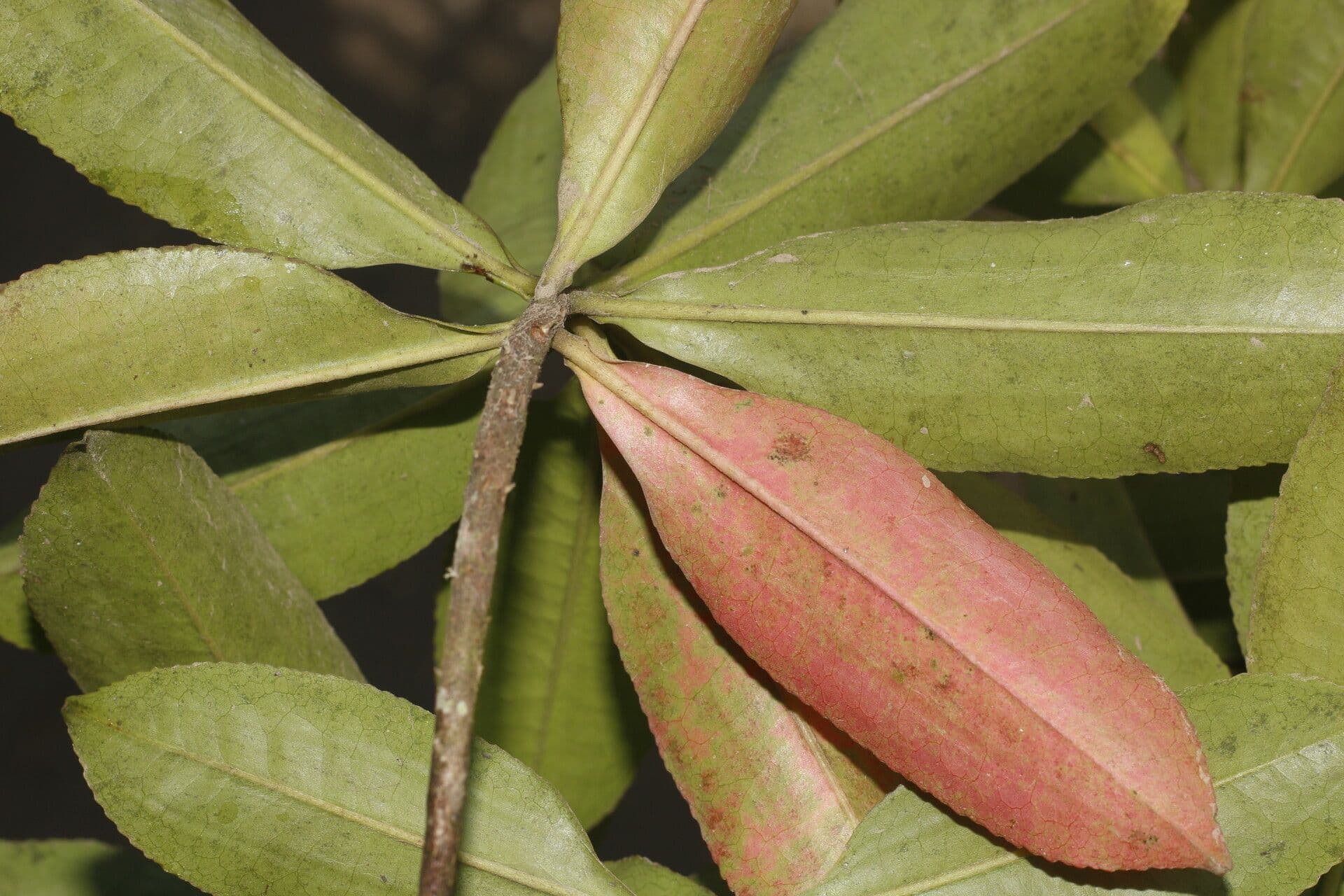 Miconia bianca
